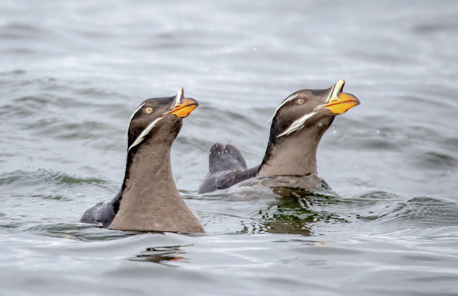 Auklets Photograph - Courtship by Janine Harles
