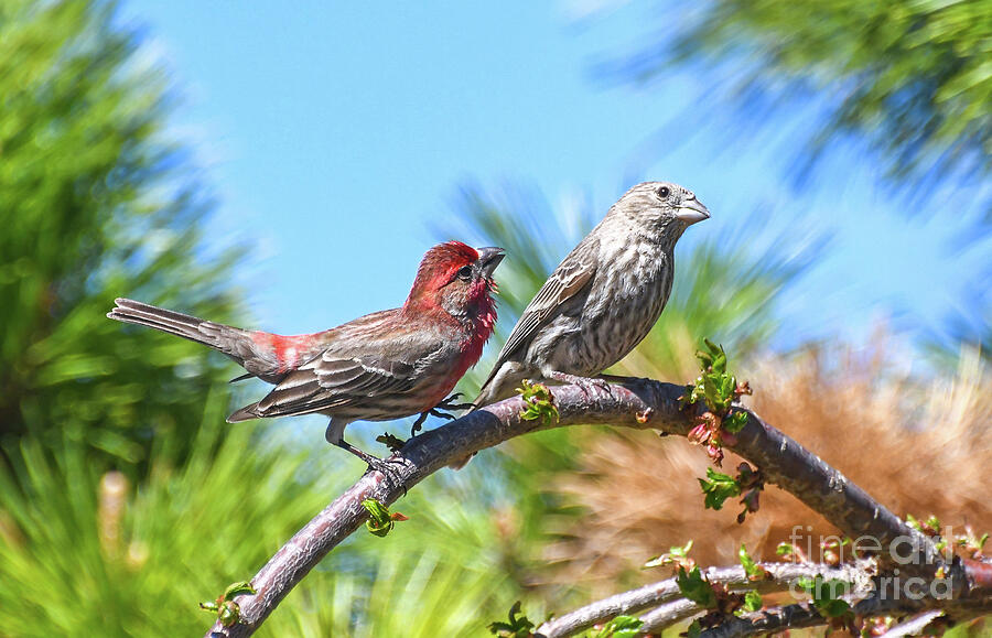 Courtship of House Finches Photograph by Kerri Farley