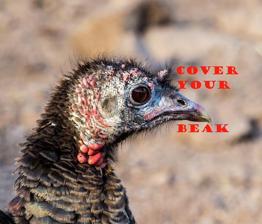 Cover Your Beak Photograph by Renny Spencer