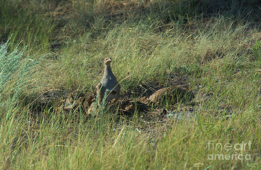 Covey of Quail Photograph by Kae Cheatham Covey of Quail Photograph by Kae Cheatham