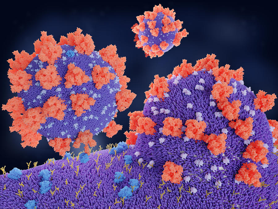 Covid-19 coronavirus binding to receptors, illustration Drawing by Juan Gaertner/science Photo Library