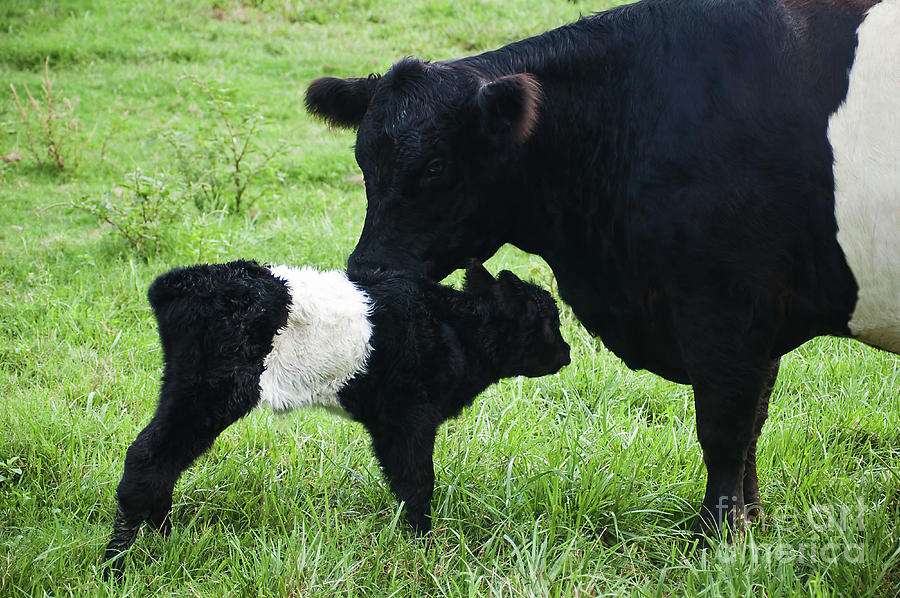 Cow and Calf Belted Galloway Photograph by D Hackett