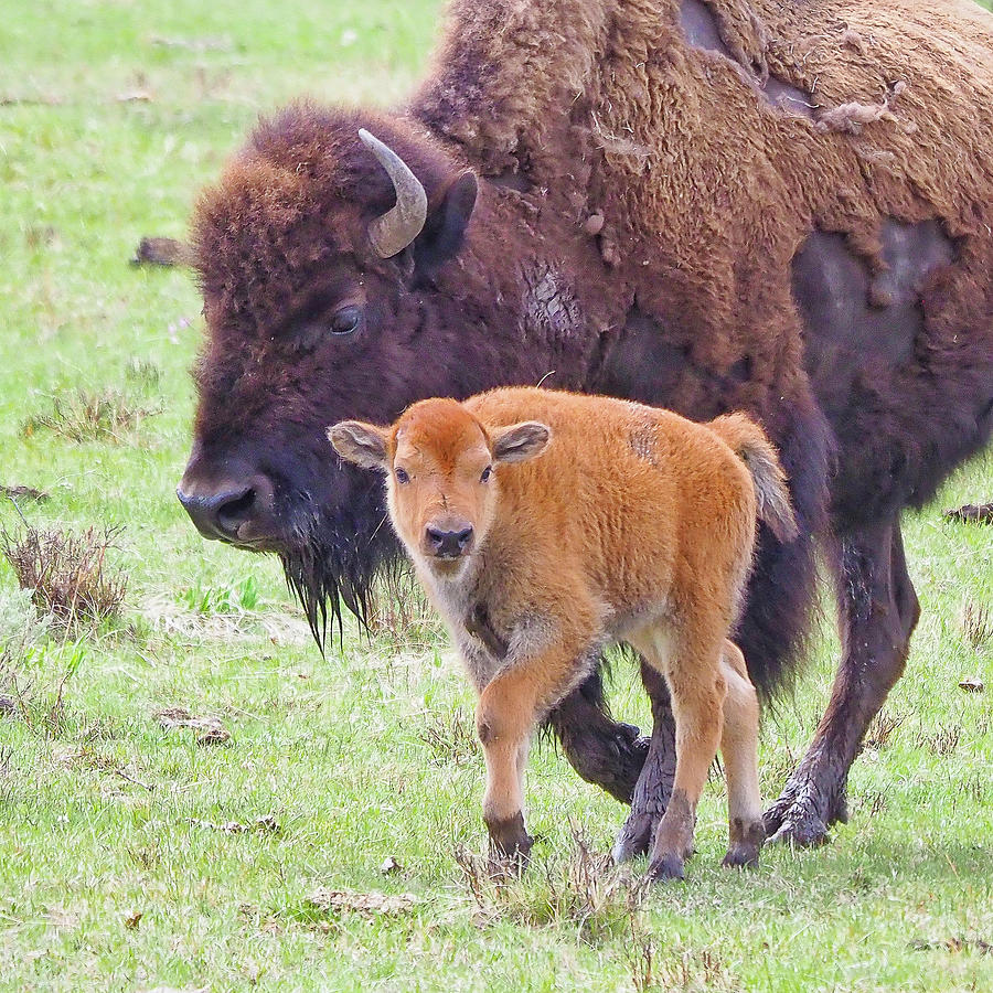 Cow and Calf Bison Photograph by Jenny Golding - Fine Art America