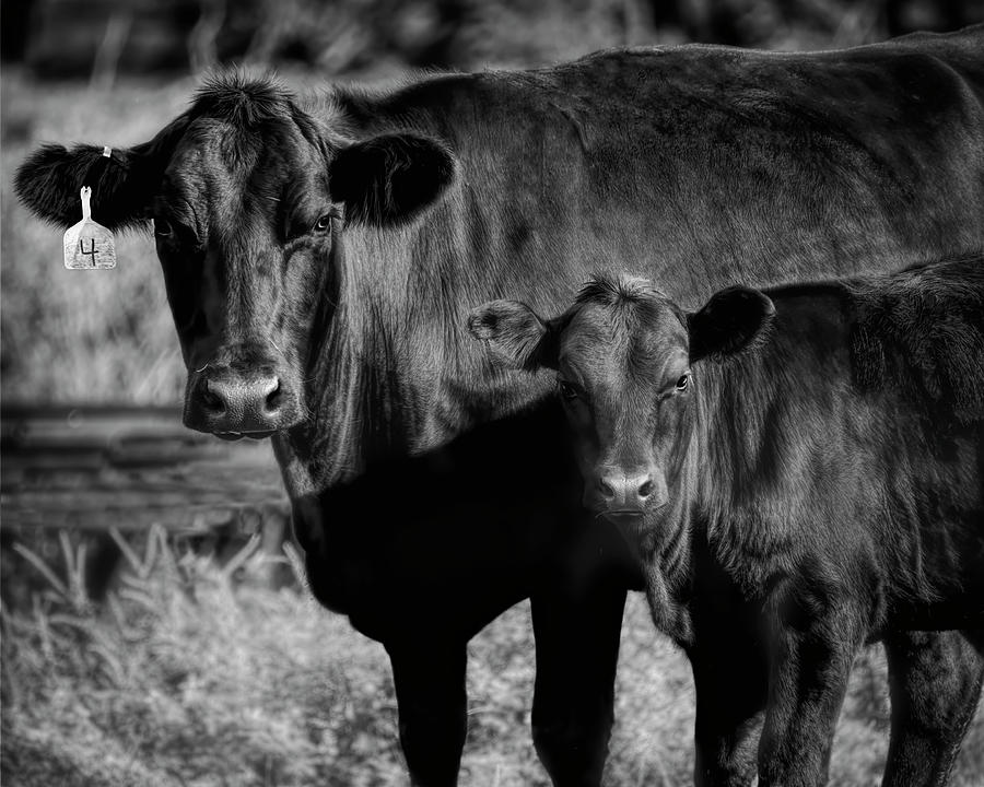 Cow And Calf Black And White Photograph Photograph by Ann Powell