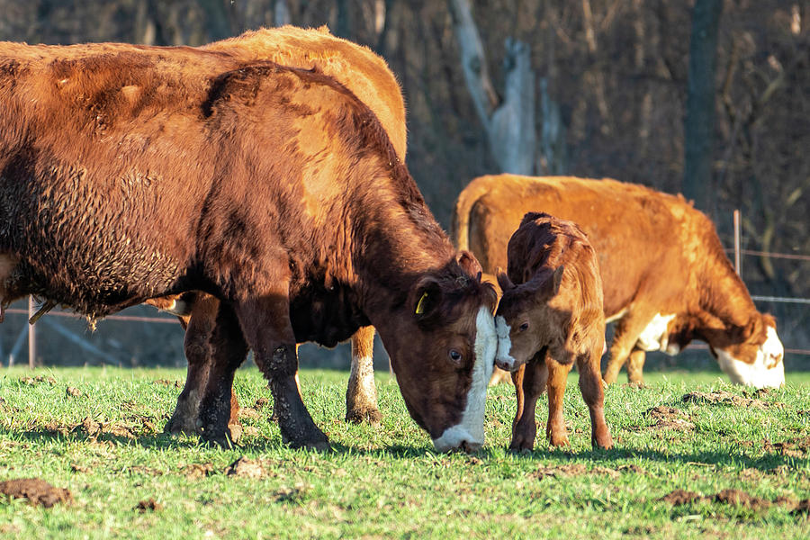 Cow and Calf in Pasture Photograph by Brooke Bowdren - Fine Art America