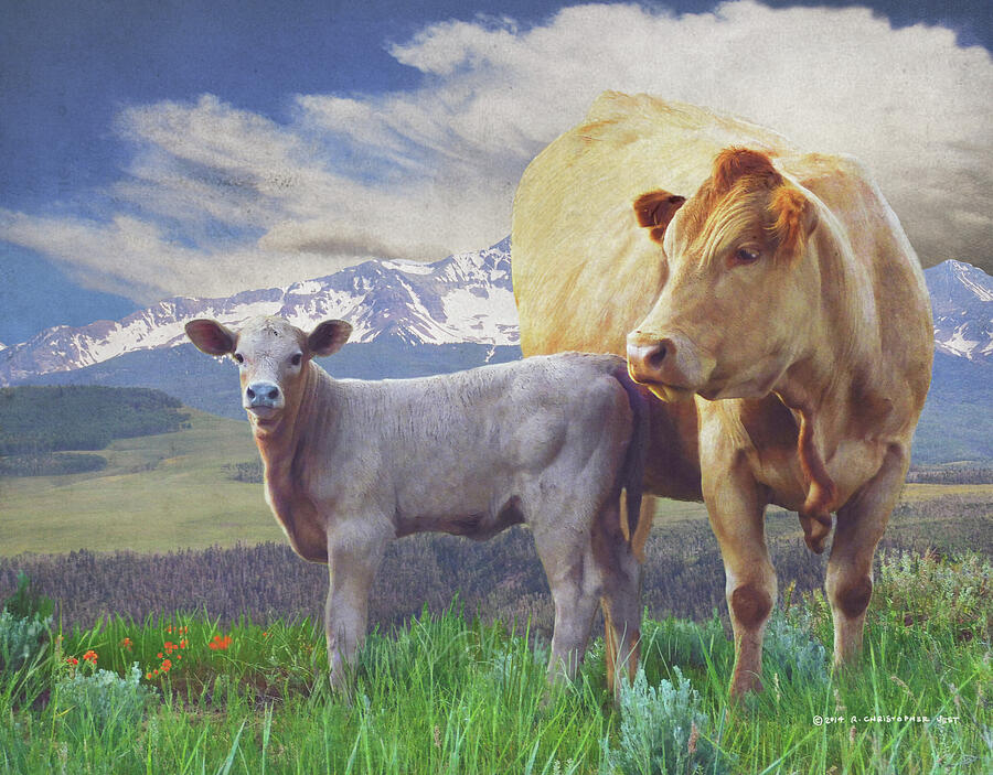 Cow Photograph - Cow And Calf In The Mountains by R christopher Vest