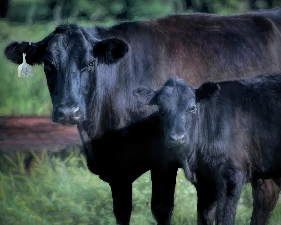 Cow And Calf Posing For A Portrait Photograph by Ann Powell