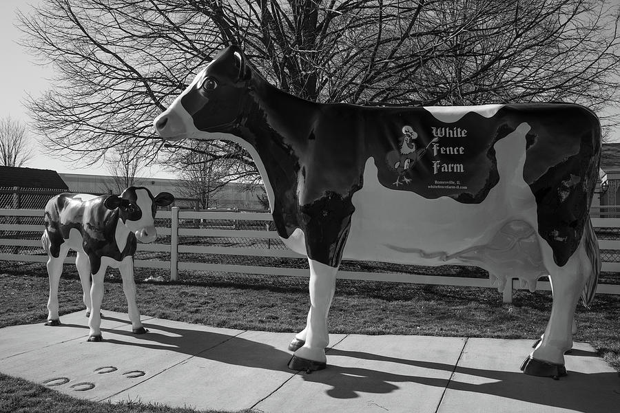 Cow and calf statue on Historic Route 66 at White Fence Farm in Romeoville Illinois BW Photograph by Eldon McGraw