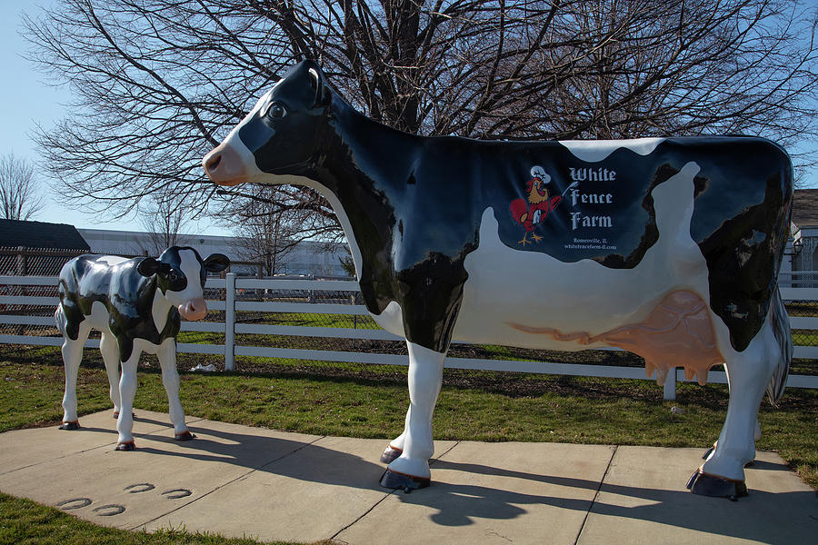 Cow and calf statue on Historic Route 66 at White Fence Farm in Romeoville Illinois Photograph by Eldon McGraw