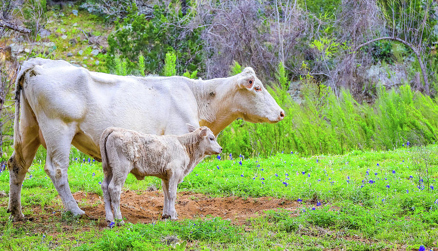 Cow And Calf Texas Hill Country Photograph by Dan Sproul