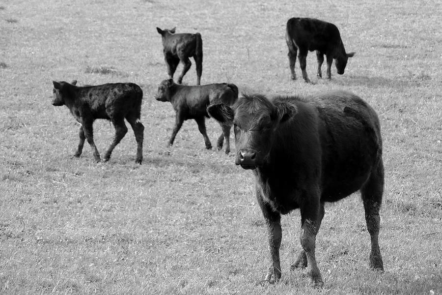 Cow and Calves in Black and White Photograph by Angela Murdock