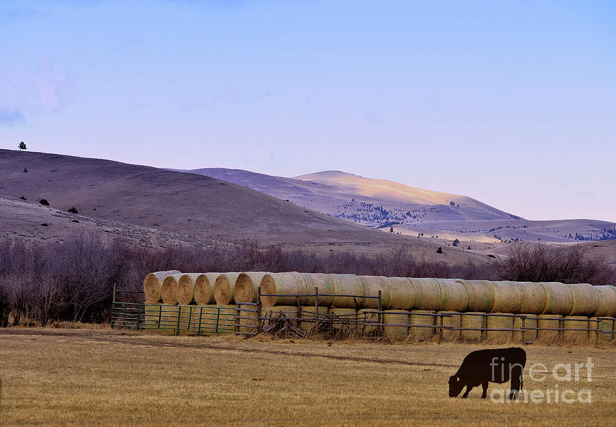 Cow and Hay Bales in Autumn Photograph by Kae Cheatham