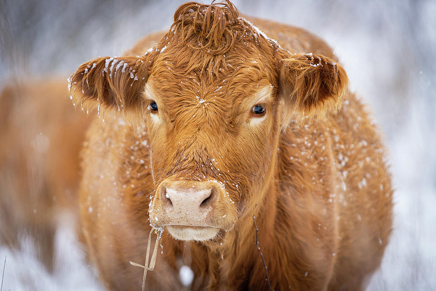 Cow and Ice Photograph by Cris Ritchie