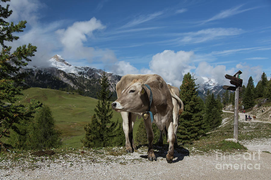 Cow Photograph - Cow at Prato Piazza by Eva Lechner