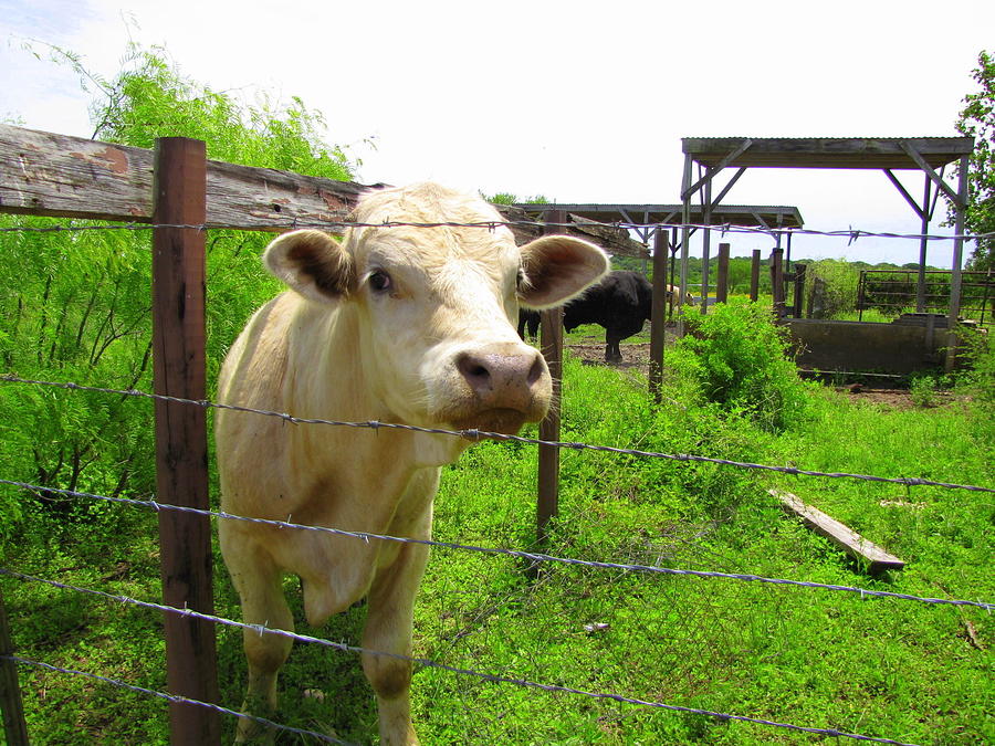 Cow at the fence Photograph by Don Varney