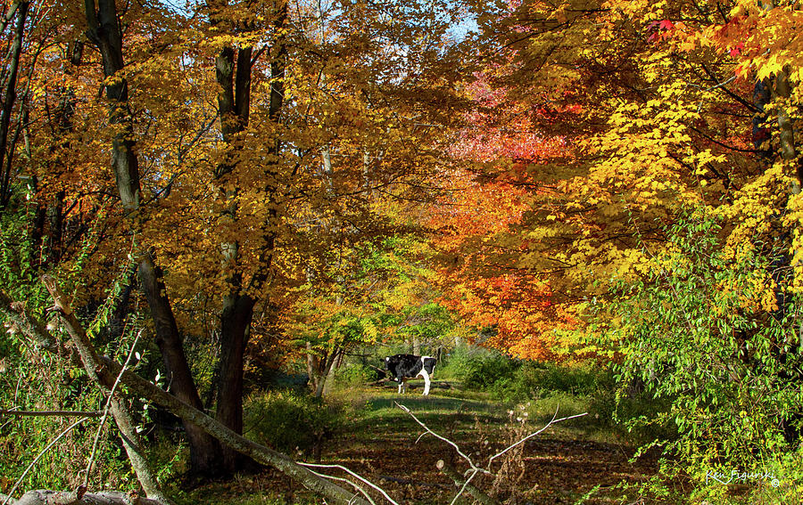 Cow Autumn Trees Photograph by Ken Figurski