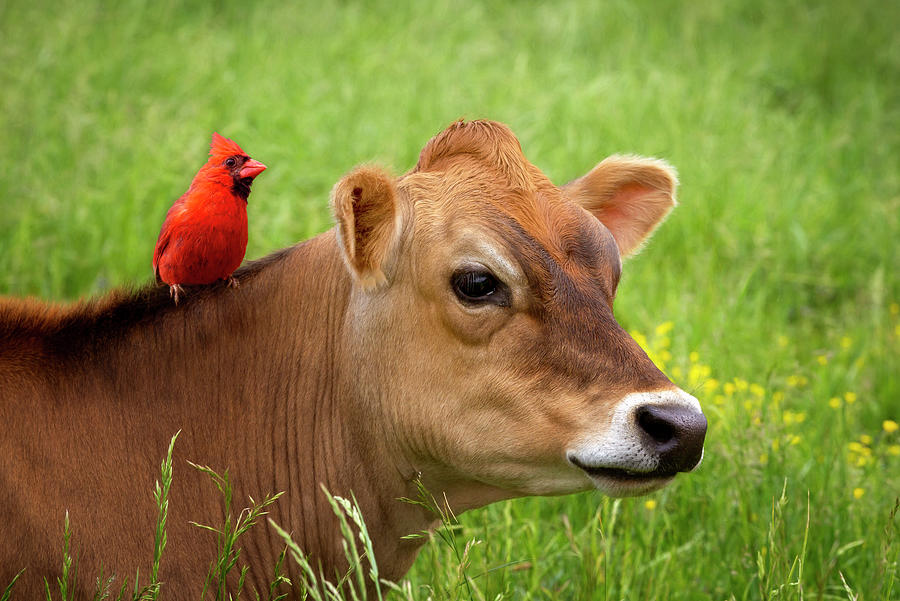 Cow Bird Photograph by Deborah Penland