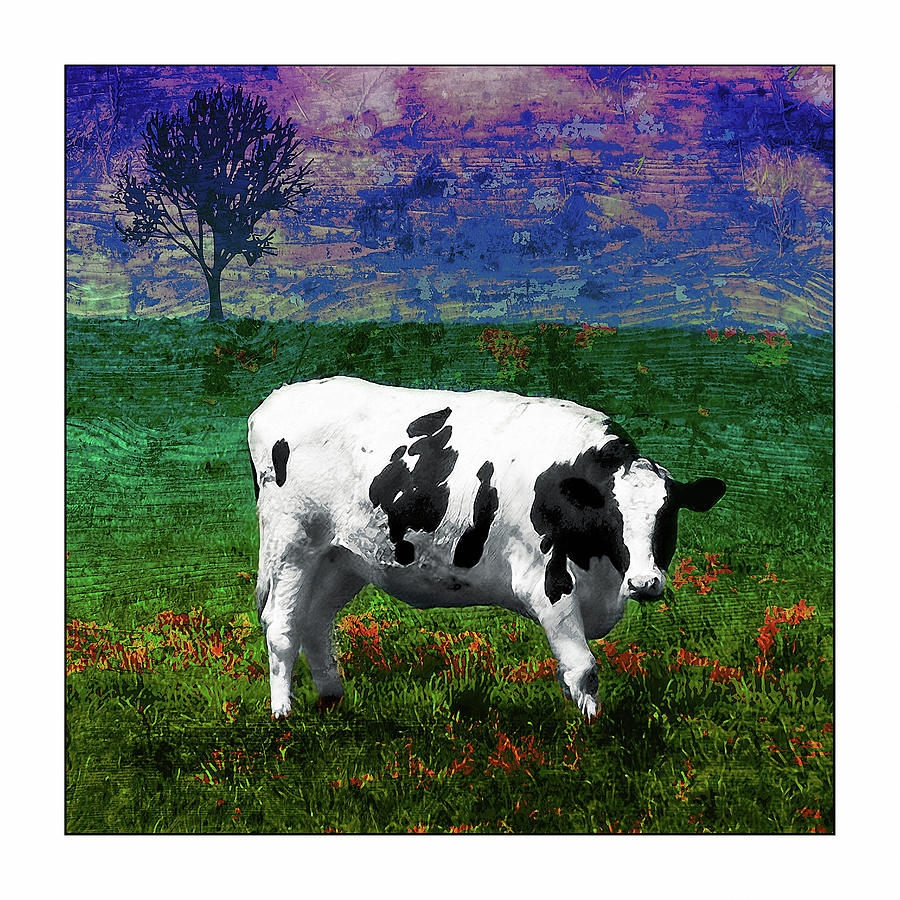 Cow Blue Purple Photograph