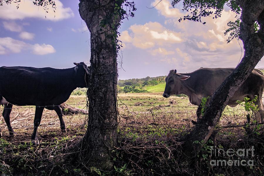 wild republic cow