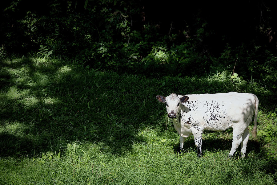 Cow by the Forest Photograph by Bill Chizek