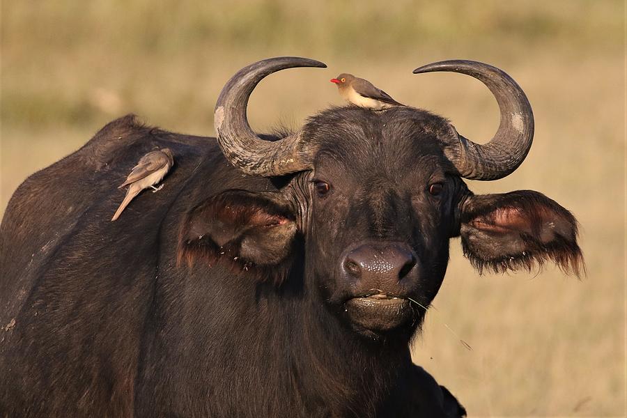 Cow Cape Buffalo and Red Oxpecker Photograph by Debbie Blackman