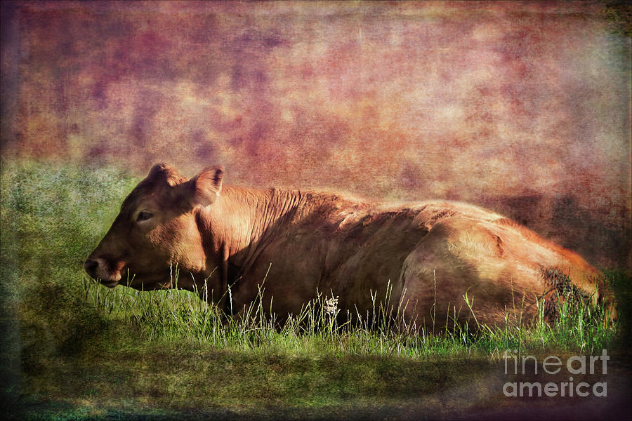 Cow chewing the Cud Photograph by Yvonne Johnstone - Fine Art America