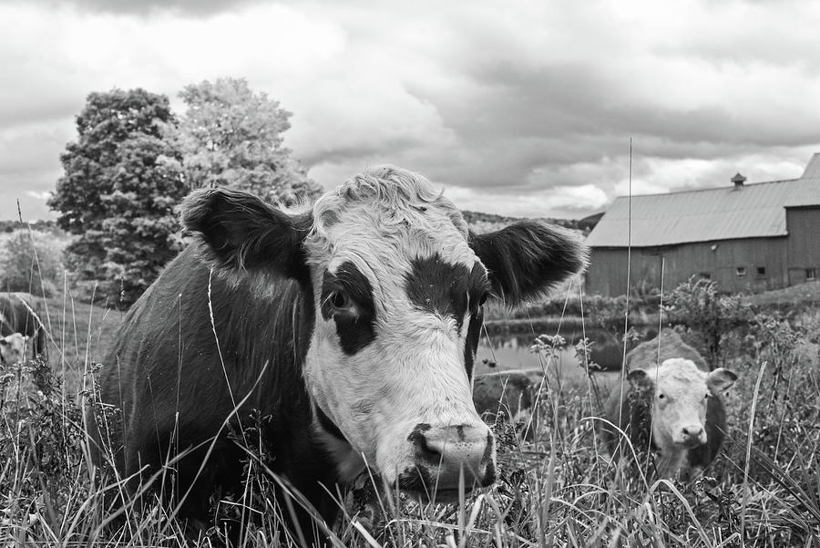 Cow chilling out at Jenne Farm Reading VT Vermont Black and White Photograph by Toby McGuire