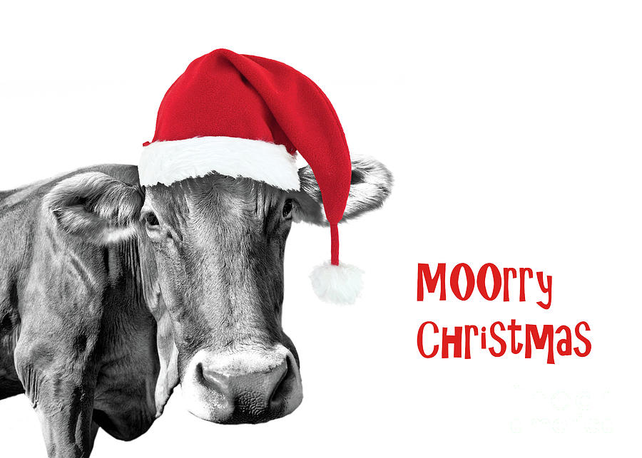 Cow Christmas card Photograph by Delphimages Photo Creations