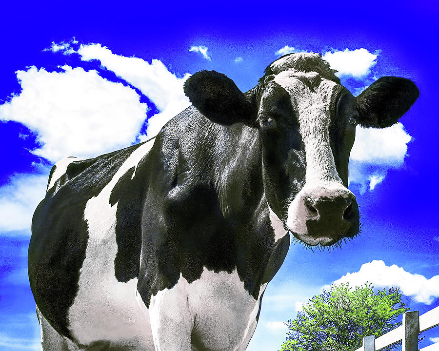 Cow Closeup, Happy Holstein Of California Photograph by Don Schimmel