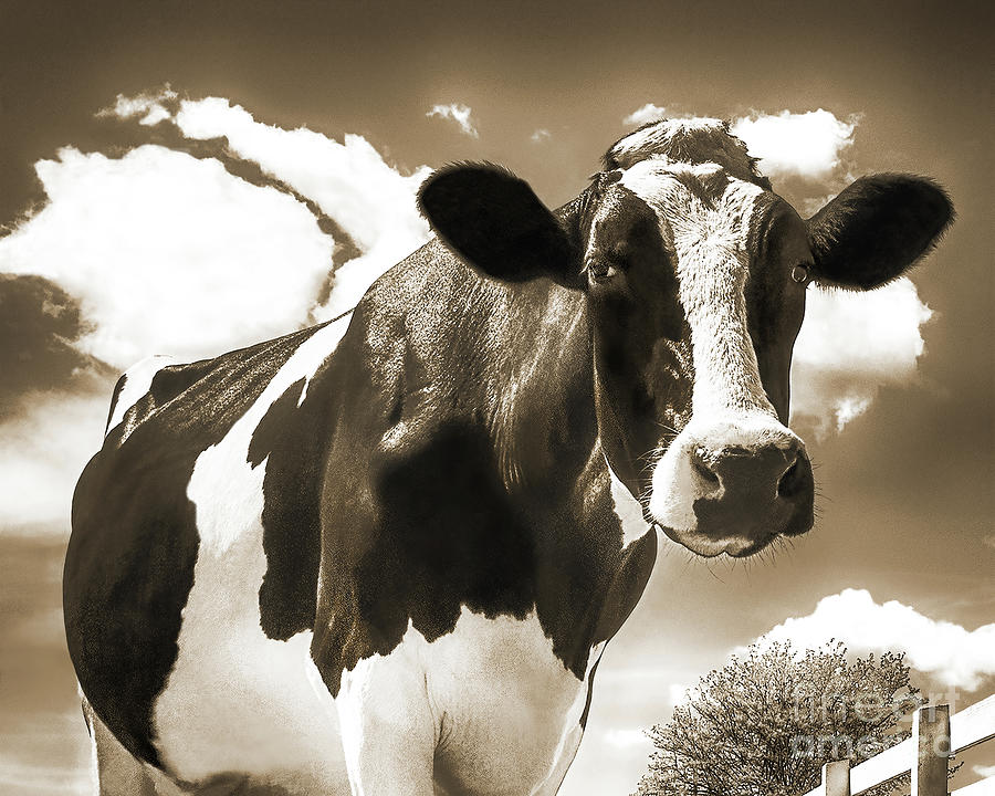  Cow Closeup, Happy Holstein Of California, Sepia Photograph by Don Schimmel