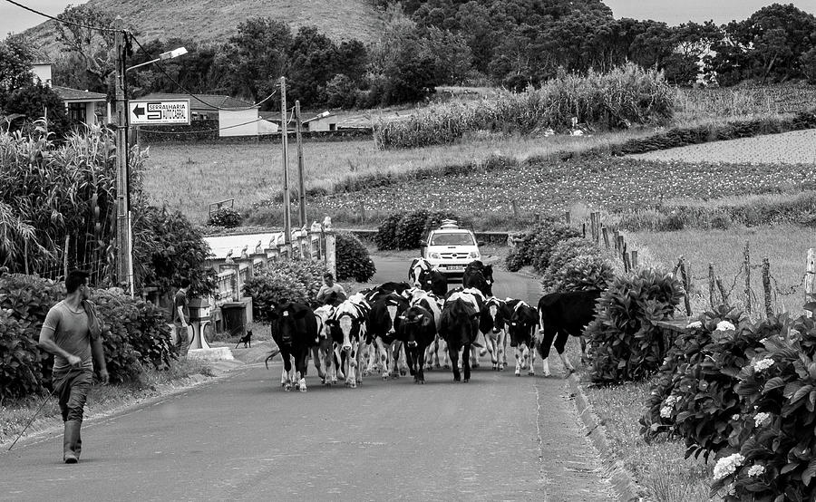 Cow Crossing in Black and White Photograph by Denise Kopko