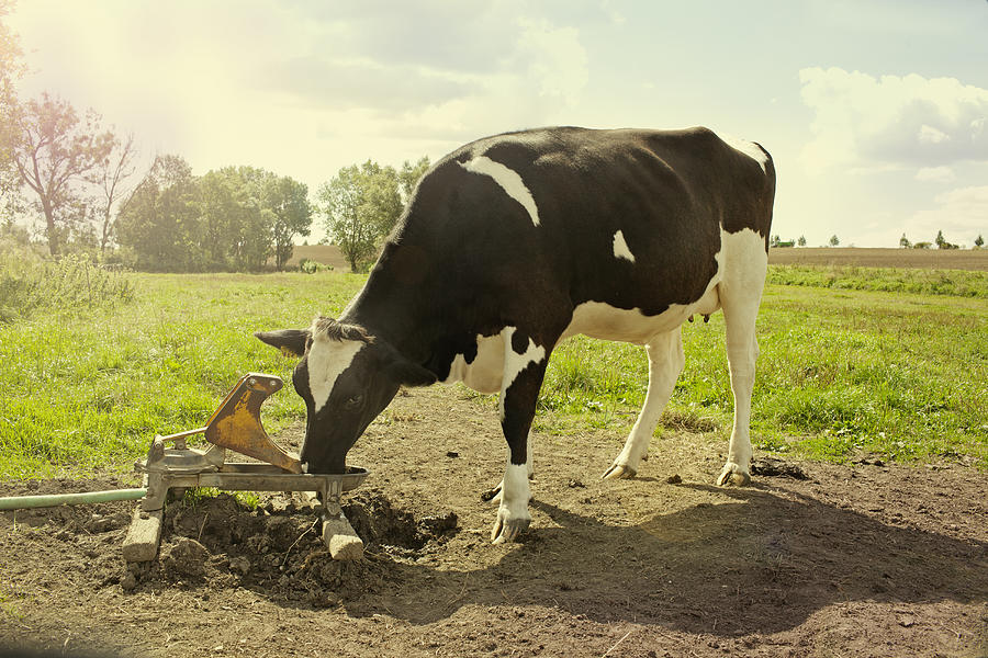 Cow drinking water on meadow Photograph by Rainer Elstermann