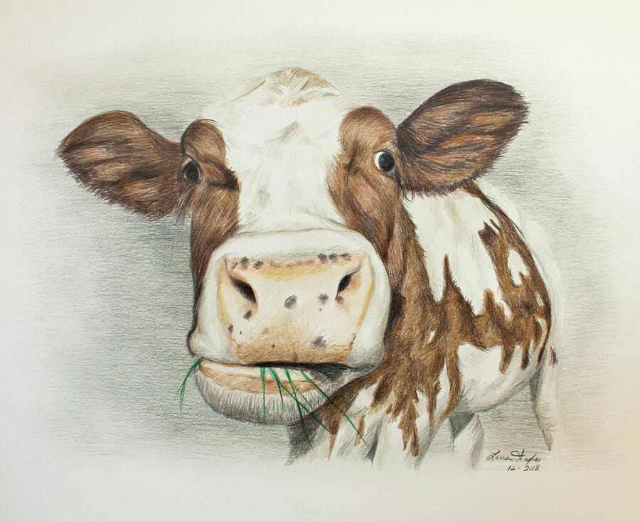 Cow Eating Breakfast Drawing by Lena Auxier
