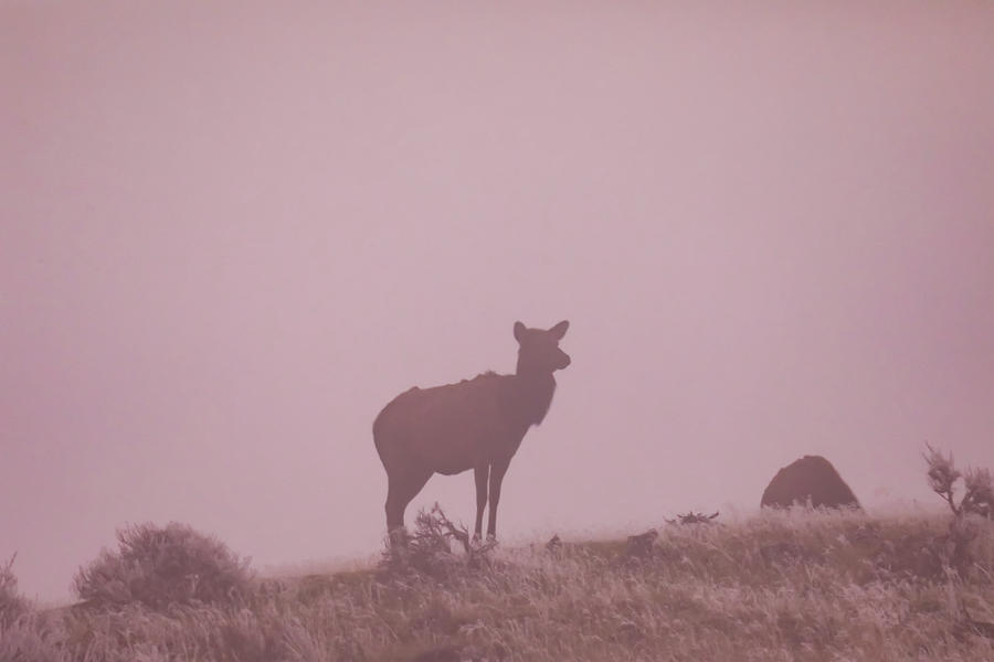 Cow Elk In The Fog Photograph