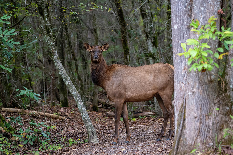 Cow Elk in the GSMNP Photograph by Robert J Wagner