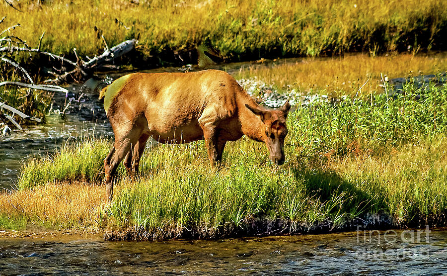 Cow Elk Photograph by Robert Bales