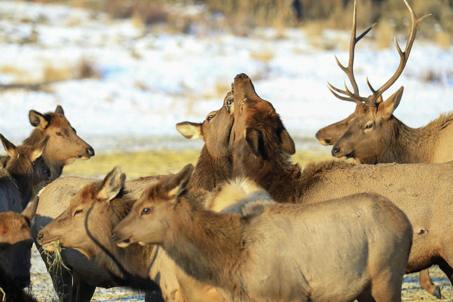 Cow elk standoff Photograph by Jeff Swan