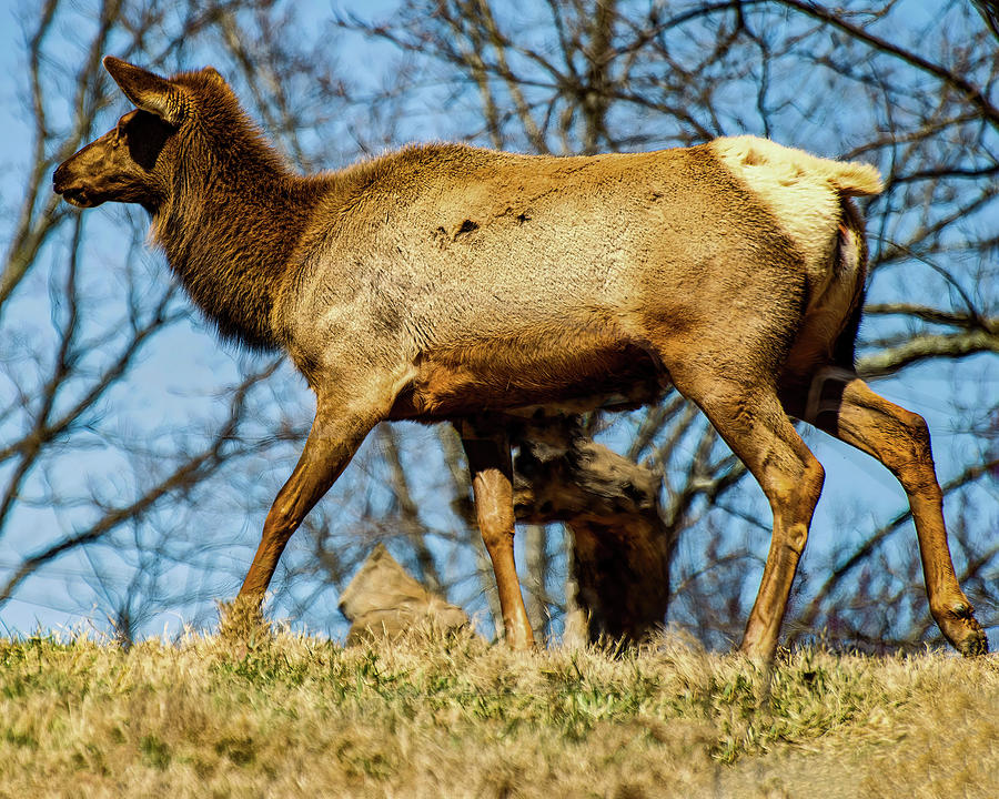 Cow Elk trots on a ridge Photograph by Flees Photos