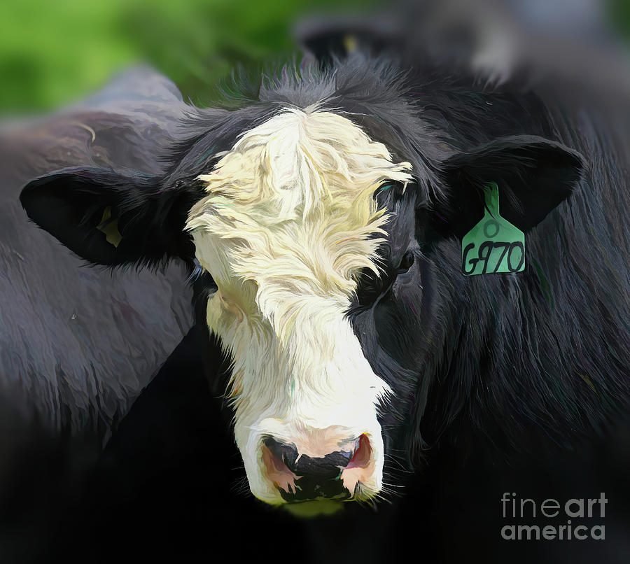 Cow G970 Photograph by Kerri Farley