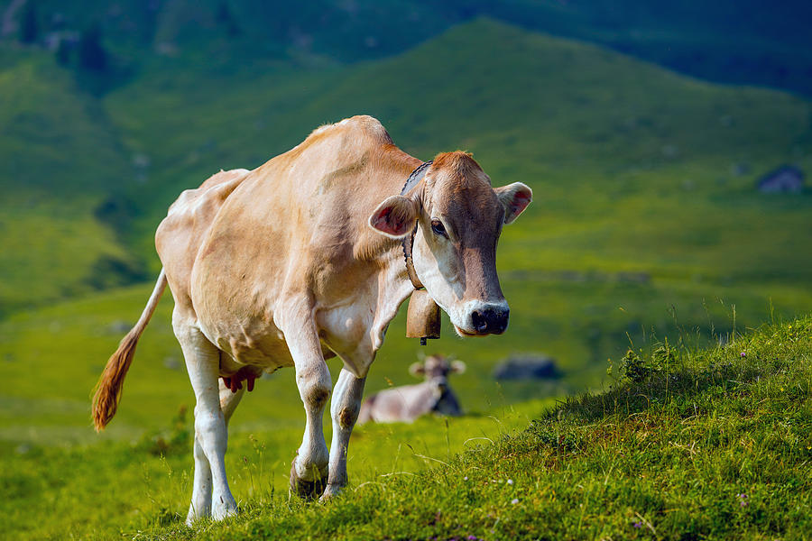Cow grazing in an open meadow, Bergamo Mountains, Italy Photograph by Mauro Tandoi