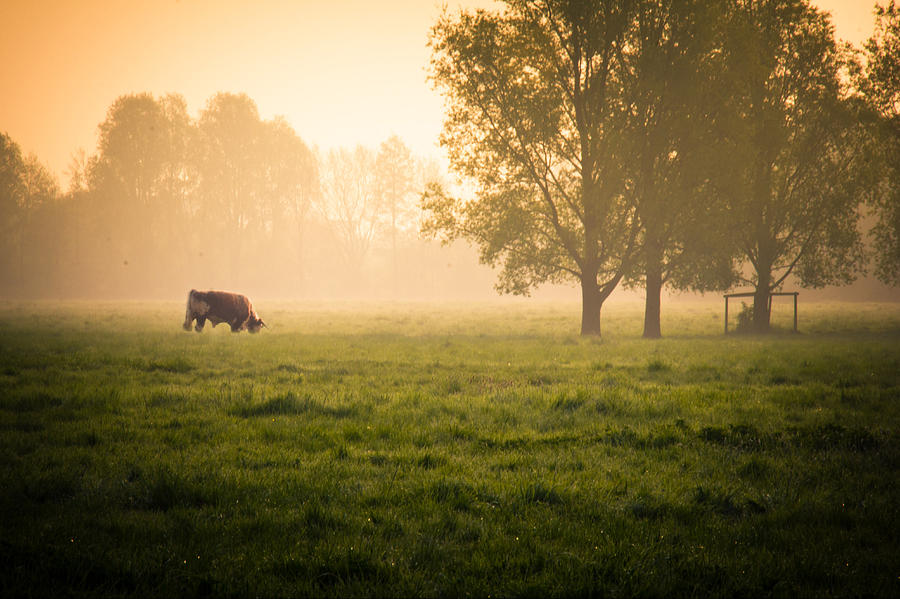 Cow grazing in field Photograph by Elodie Giuge
