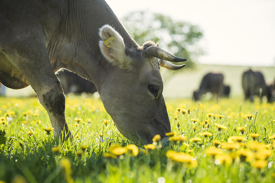 Cow grazing on a meadow with dandelions Photograph by Westend61