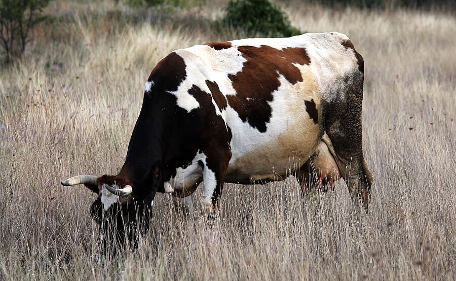 Cow grazing on grass Photograph by Stanislav Tcolov / FOAP