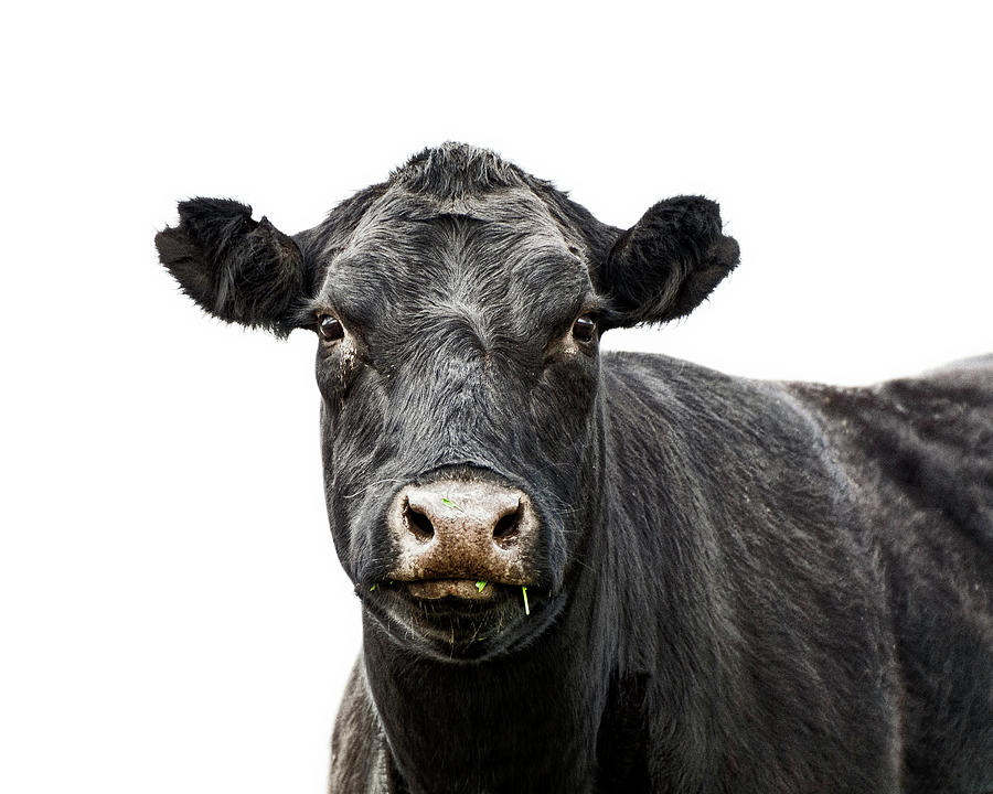 Cow Photograph by Humboldt Street - Fine Art America