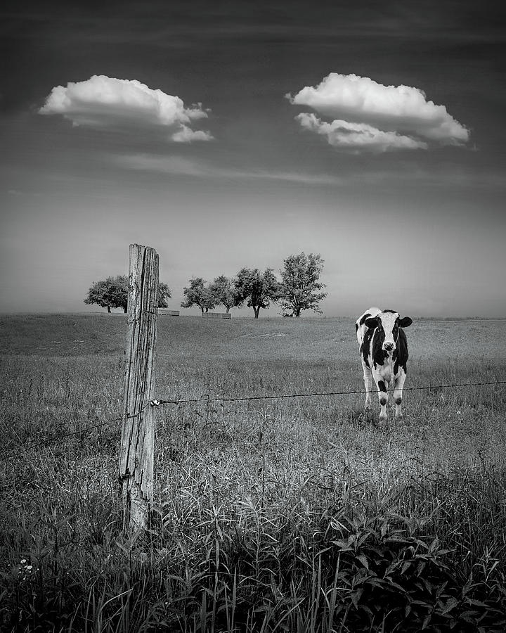 Cow in a West Michigan Pasture in Black and White Photograph by Randall Nyhof