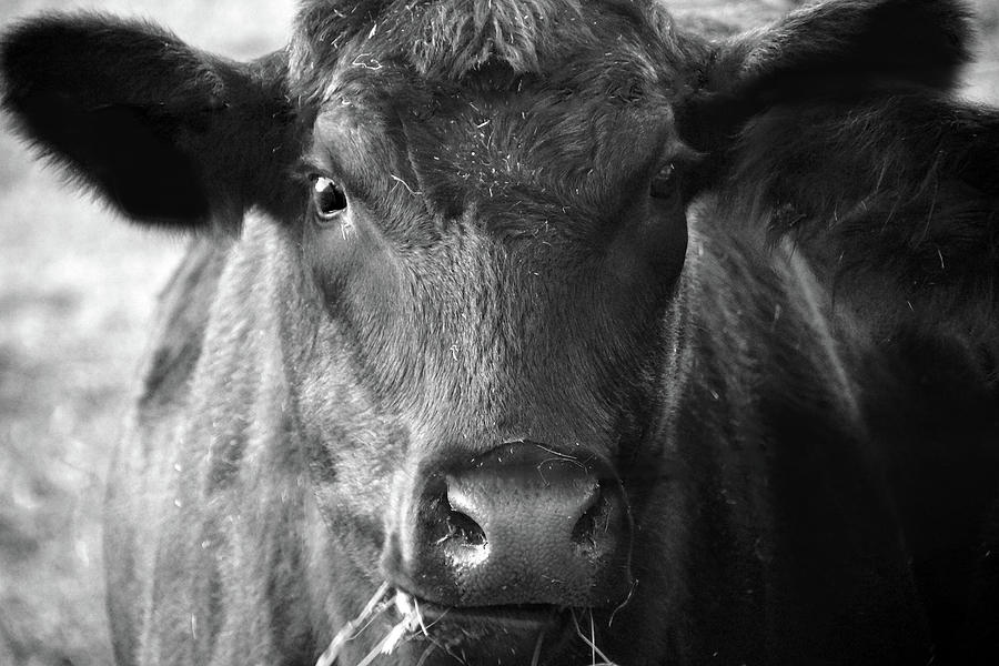 Cow in Black and White Photograph by Mike Murdock