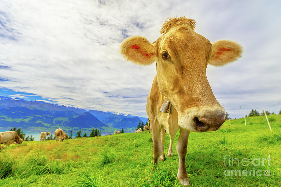 Cow in Mount Rigi Photograph by Benny Marty