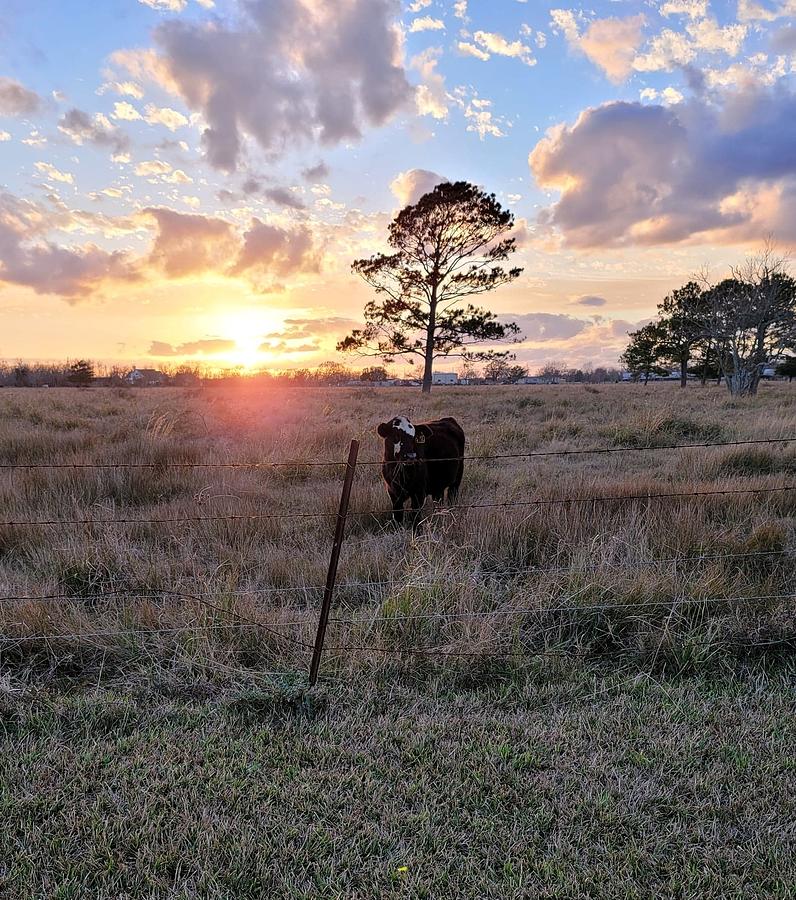 Cow in Sunset Photograph by Tambra Nicole Kendall