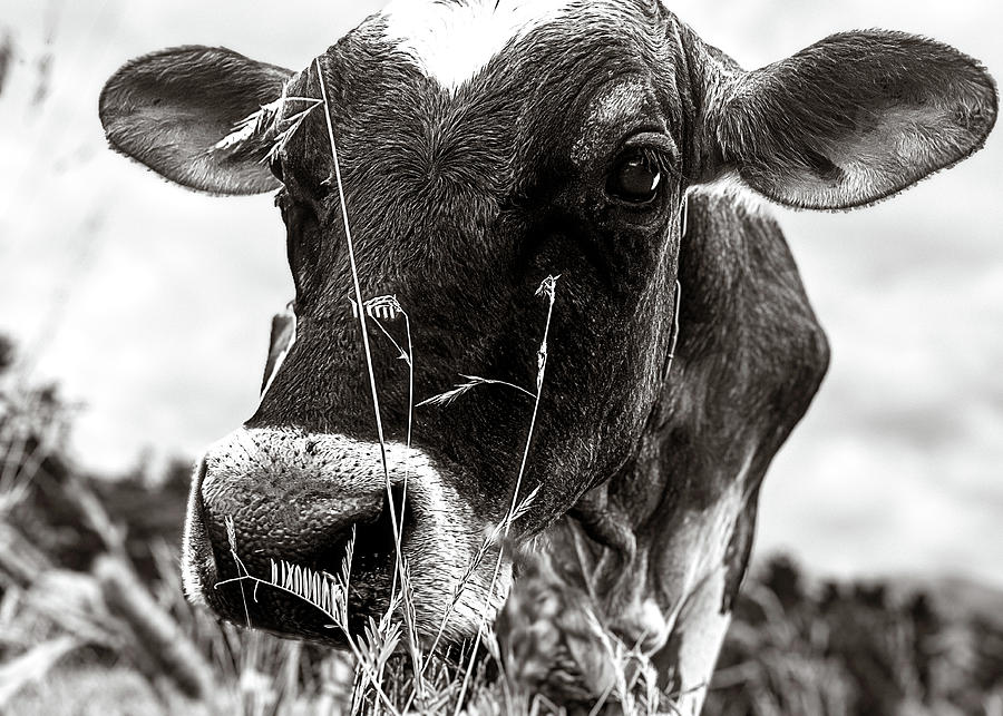 Cow In The Grass BW Photograph by Bob Orsillo
