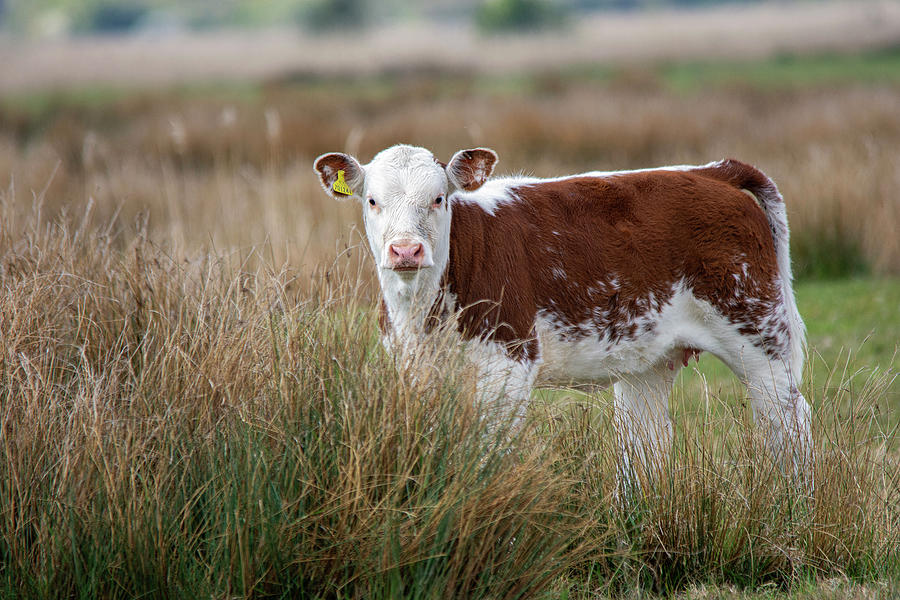 Cow in the grass Photograph by Gareth Parkes